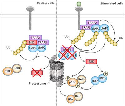 Frontiers | The Therapeutic Potential of Targeting NIK in B Cell